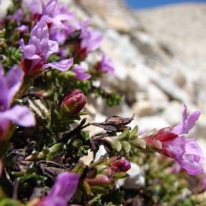 Photographie n°285345 du taxon Saxifraga oppositifolia L. [1753]