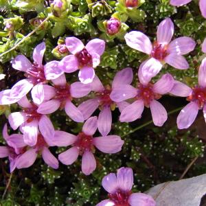 Photographie n°285350 du taxon Saxifraga oppositifolia L. [1753]