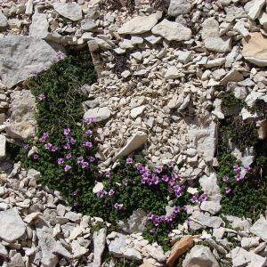 Photographie n°285351 du taxon Saxifraga oppositifolia L. [1753]