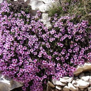 Photographie n°285353 du taxon Saxifraga oppositifolia L. [1753]