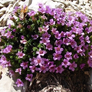 Photographie n°285357 du taxon Saxifraga oppositifolia L. [1753]