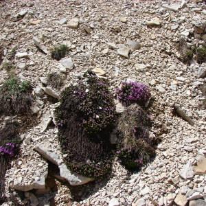 Photographie n°285358 du taxon Saxifraga oppositifolia L. [1753]