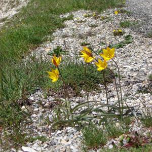 Photographie n°285370 du taxon Tulipa sylvestris subsp. australis (Link) Pamp. [1914]