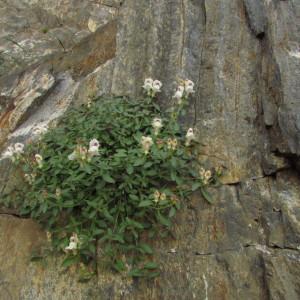 Photographie n°285379 du taxon Antirrhinum sempervirens Lapeyr. [1801]