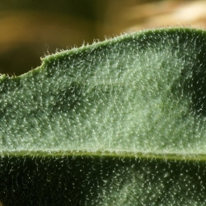 Photographie n°285415 du taxon Silene vulgaris subsp. prostrata (Gaudin) Schinz & Thell.