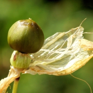 Photographie n°285416 du taxon Silene vulgaris subsp. prostrata (Gaudin) Schinz & Thell.