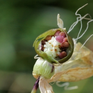 Photographie n°285417 du taxon Silene vulgaris subsp. prostrata (Gaudin) Schinz & Thell.