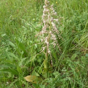 Photographie n°285420 du taxon Himantoglossum hircinum (L.) Spreng. [1826]