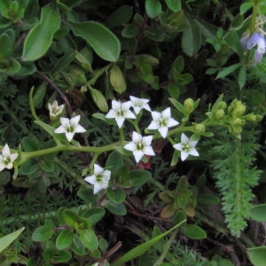 Photographie n°285456 du taxon Thesium pyrenaicum Pourr. [1788]