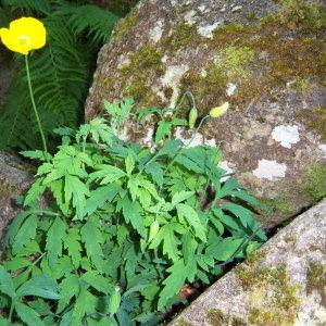 Photographie n°285473 du taxon Meconopsis cambrica (L.) Vig.