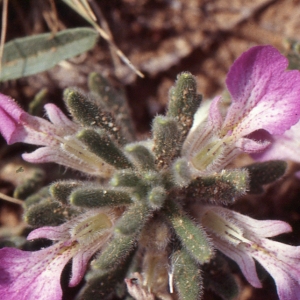 Photographie n°285532 du taxon Ajuga iva (L.) Schreb. [1773]