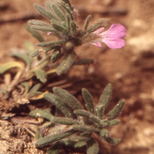 Photographie n°285533 du taxon Ajuga iva (L.) Schreb. [1773]