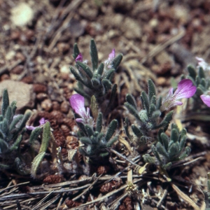 Photographie n°285535 du taxon Ajuga iva (L.) Schreb. [1773]