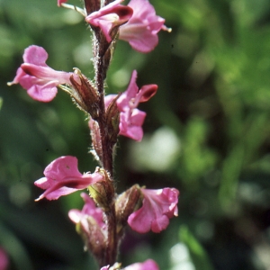 Photographie n°285568 du taxon Pedicularis rostratocapitata Crantz [1769]