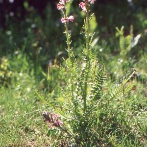 Photographie n°285569 du taxon Pedicularis rostratocapitata Crantz [1769]