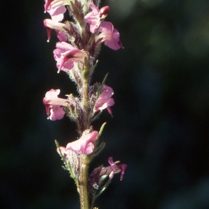 Pedicularis rostratocapitata Crantz (Pédiculaire de Jacquin)
