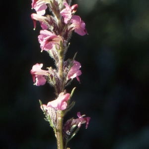 Photographie n°285570 du taxon Pedicularis rostratocapitata Crantz [1769]