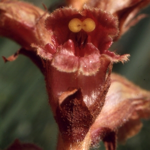 Photographie n°285571 du taxon Orobanche gracilis Sm. [1798]