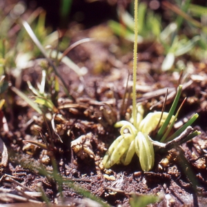 Photographie n°285577 du taxon Pinguicula lusitanica L. [1753]