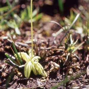 Photographie n°285578 du taxon Pinguicula lusitanica L. [1753]