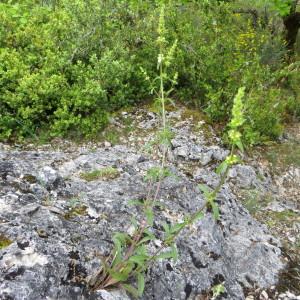 Photographie n°285593 du taxon Stachys recta L. [1767]