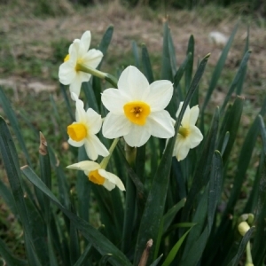 Photographie n°285594 du taxon Narcissus tazetta L. [1753]