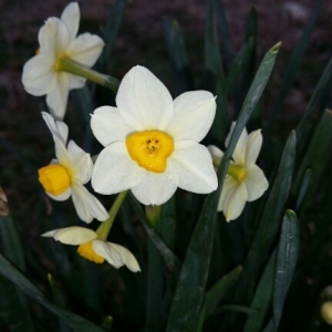 Photographie n°285595 du taxon Narcissus tazetta L. [1753]