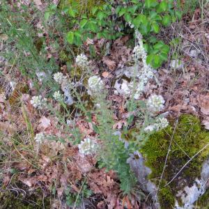 Photographie n°285630 du taxon Lepidium campestre (L.) R.Br. [1812]