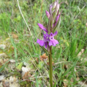 Photographie n°285639 du taxon Dactylorhiza elata (Poir.) Soó [1962]