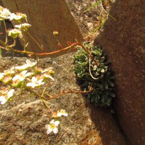 Photographie n°285657 du taxon Saxifraga cotyledon L. [1753]