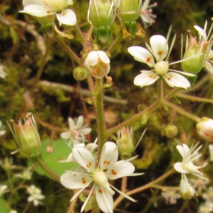 Photographie n°285659 du taxon Saxifraga hirsuta L. [1759]