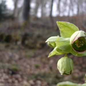 Photographie n°285666 du taxon Helleborus foetidus L. [1753]