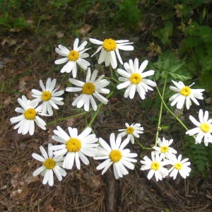 Photographie n°285715 du taxon Tanacetum corymbosum (L.) Sch.Bip. [1844]