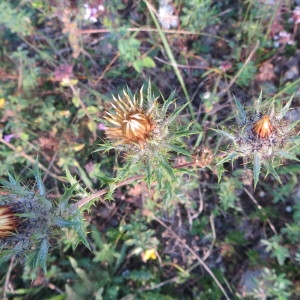 Photographie n°285716 du taxon Carlina vulgaris L. [1753]