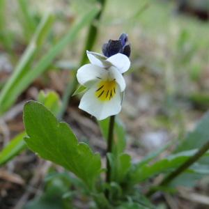 Photographie n°285761 du taxon Viola arvensis Murray [1770]