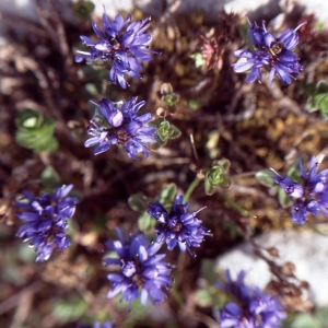 Photographie n°285804 du taxon Veronica nummularia Gouan [1773]