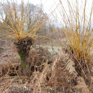 Photographie n°285931 du taxon Salix alba var. vitellina (L.) Stokes [1812]