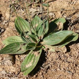 Photographie n°285961 du taxon Plantago media L. [1753]