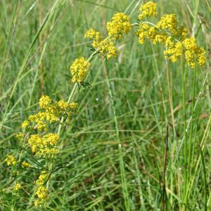 Photographie n°285962 du taxon Galium verum L. [1753]