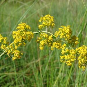 Photographie n°285963 du taxon Galium verum L. [1753]