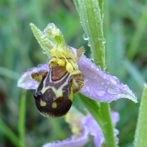 Photographie n°285966 du taxon Ophrys apifera Huds. [1762]