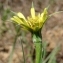  Paul Fabre - Tragopogon dubius Scop. [1772]