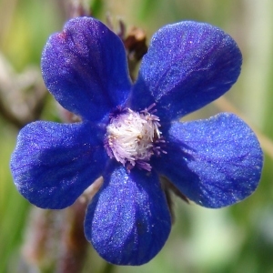 Anchusa azurea Mill. (Buglosse azurée)