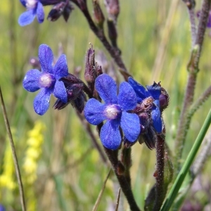 Photographie n°285991 du taxon Anchusa italica Retz. [1779]