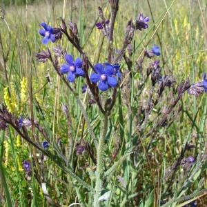 Photographie n°285993 du taxon Anchusa italica Retz. [1779]