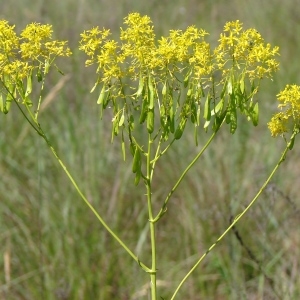 Photographie n°286005 du taxon Isatis tinctoria L. [1753]