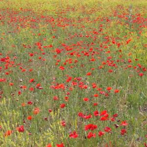 Photographie n°286034 du taxon Papaver rhoeas L.