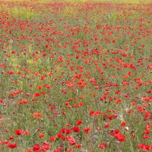 Photographie n°286035 du taxon Papaver rhoeas L.