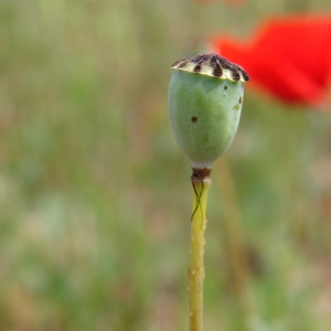 Photographie n°286039 du taxon Papaver rhoeas L.