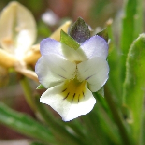 Photographie n°286054 du taxon Viola arvensis Murray [1770]